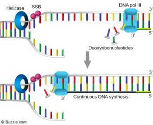 Replikasi DNA untaian pengawal (leading strand)