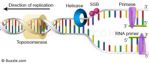 Sintesis DNA Primer