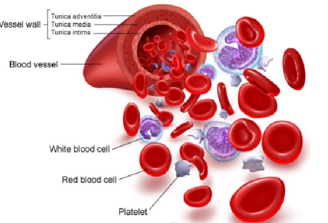 Fungsi Sel Darah Merah – Mengenal Lebih Dalam Lagi