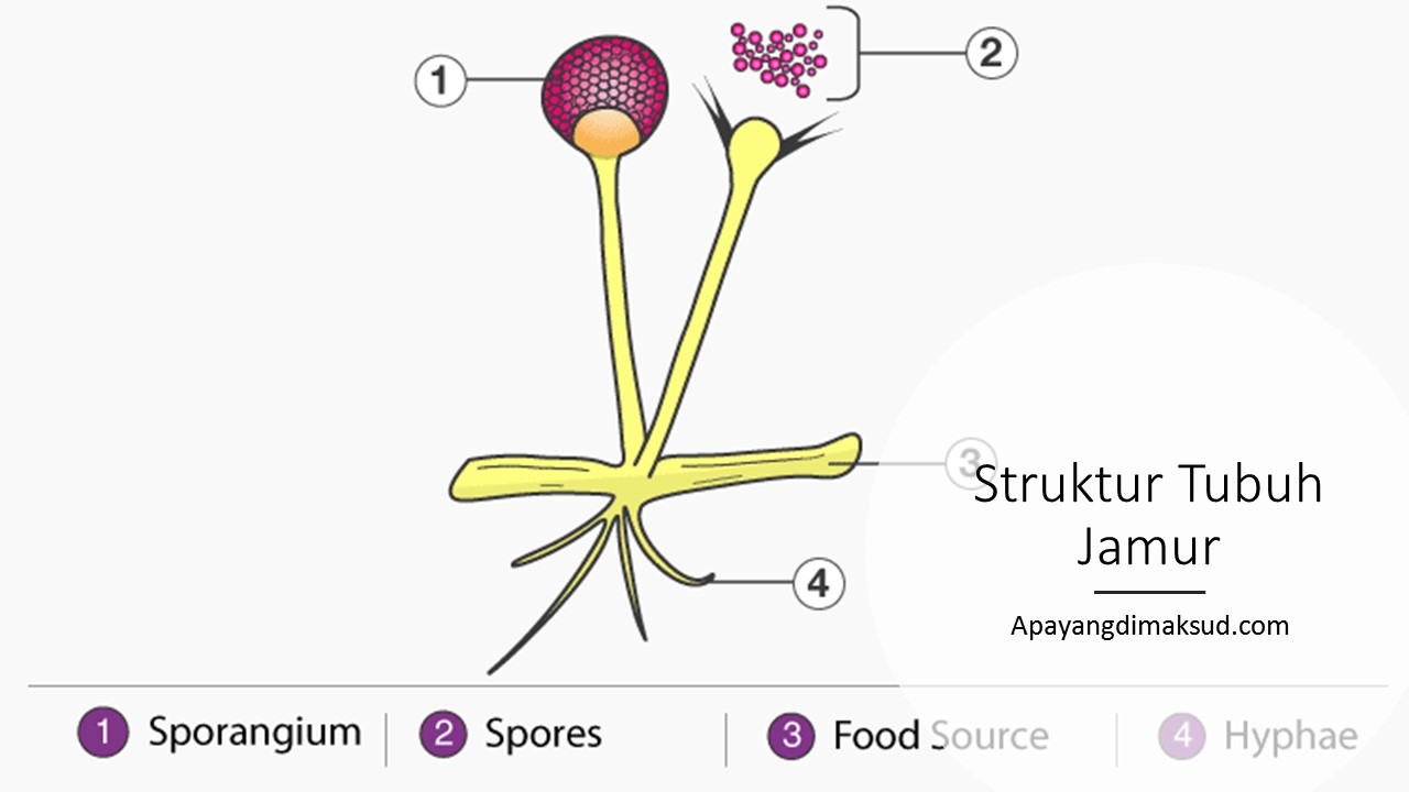 Struktur Tubuh Jamur