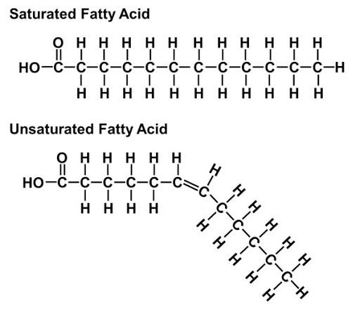 Struktur asam lemak