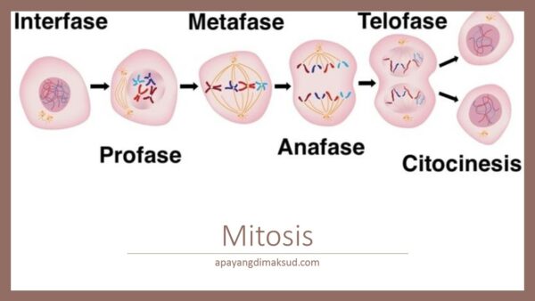 Mitosis fase reproduksi sel