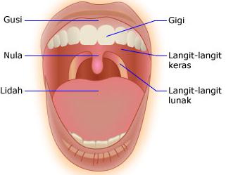 Kenali Anatomi Mulut manusia, penyakit dan fungsinya