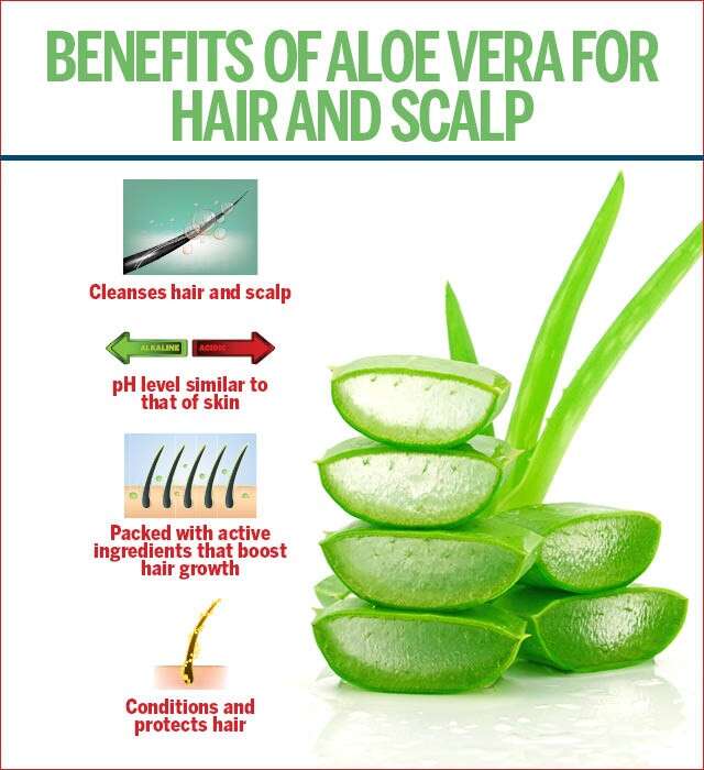 Aloe Vera untuk Infografis Rambut