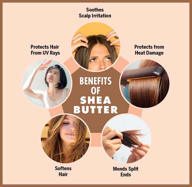 Manfaat Shea Butter Untuk Infografis Rambut
