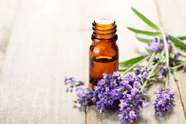 minyak lavender adalah yang terbaik untuk rambut kombinasi