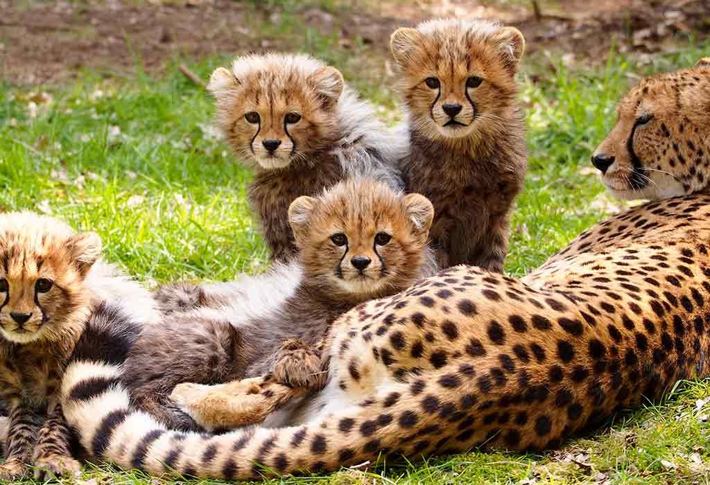 Fakta Menarik Dan Informasi Tentang Cheetah Untuk Anak
