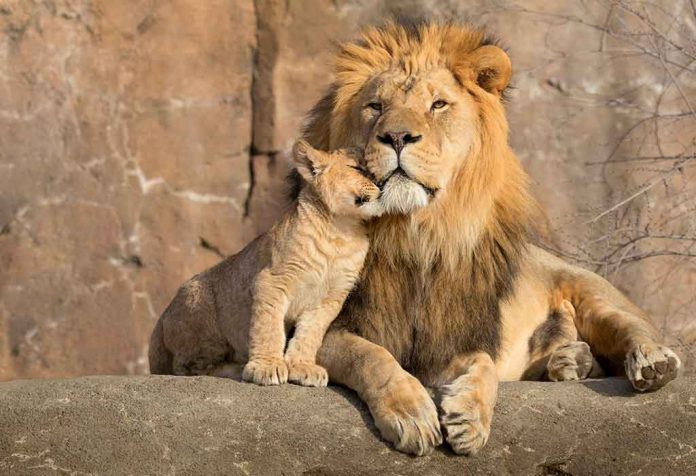 Fakta Menarik dan Menyenangkan Singa Untuk Anak