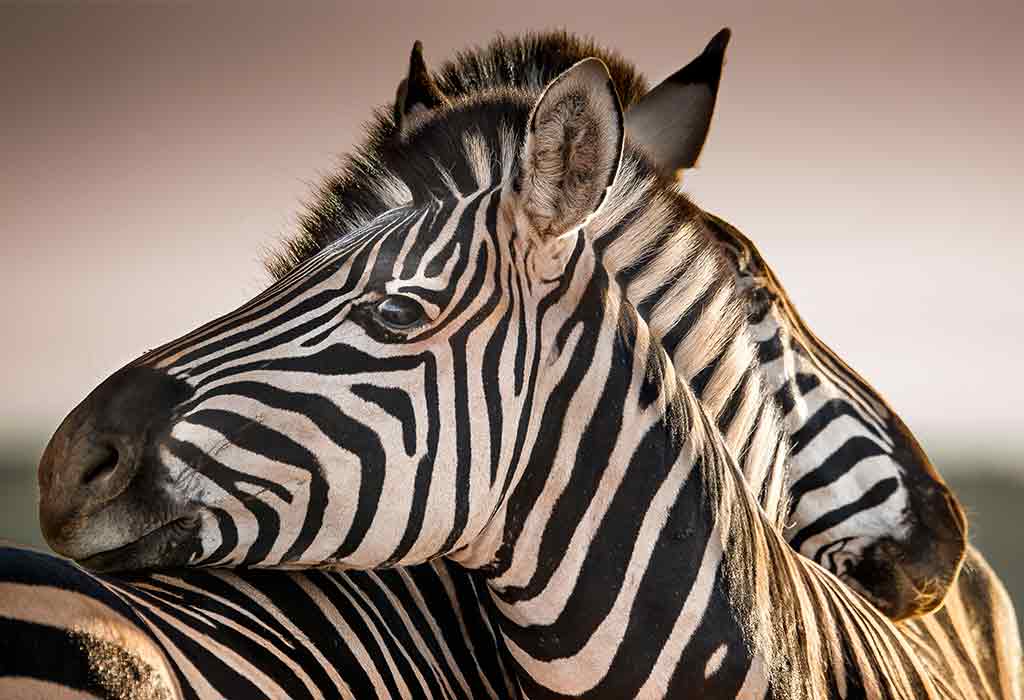 Jenis Zebra