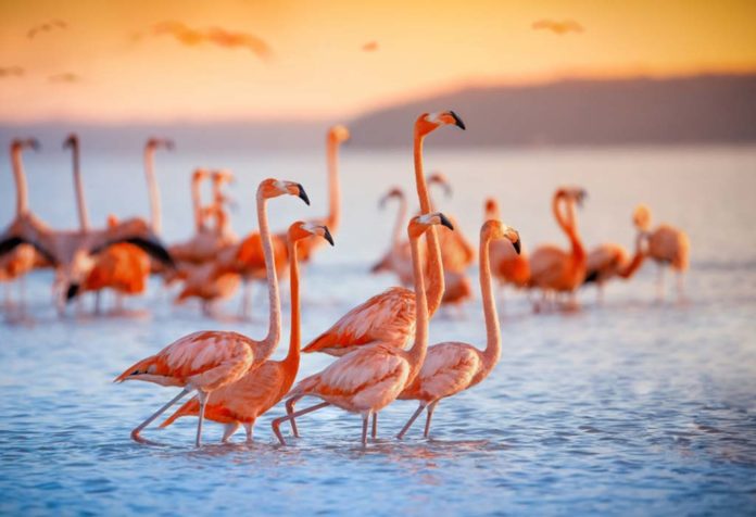 Fakta Menarik Tentang Flamingo untuk Anak