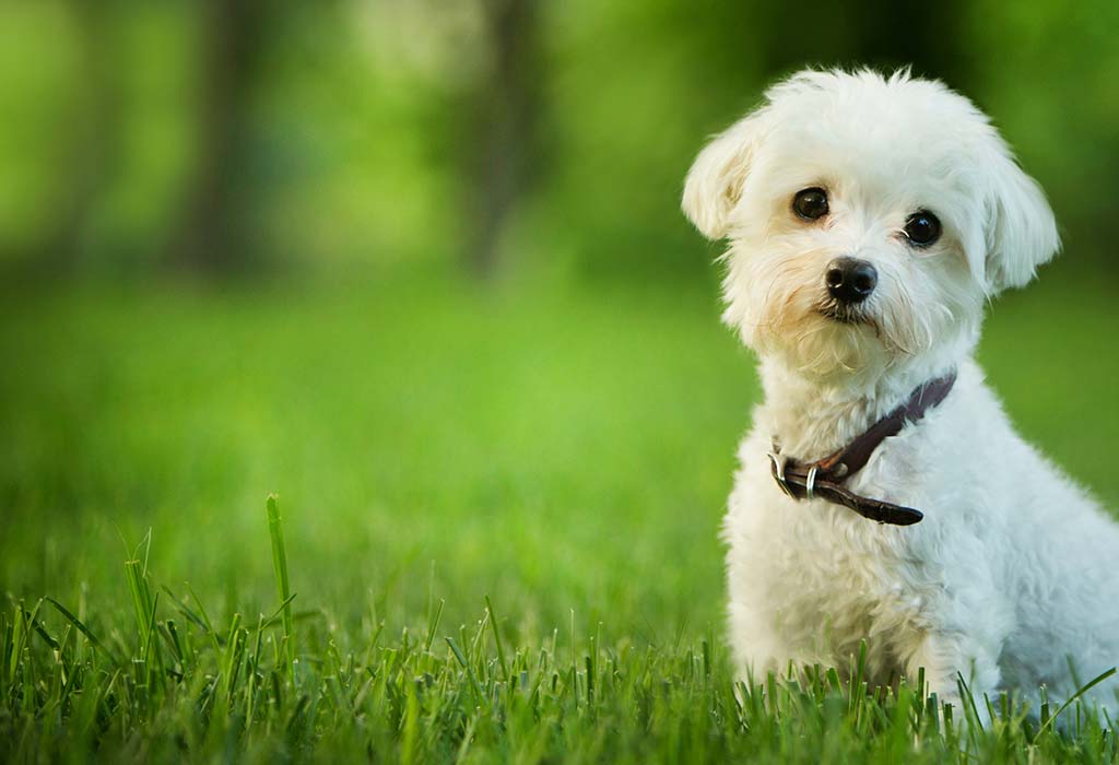 Seekor anjing Malta yang lucu duduk di rumput