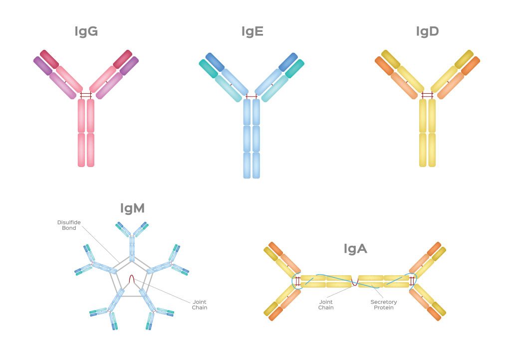 Lima jenis imunoglobulin hadir dalam ASI