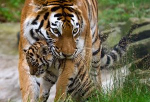Ibu harimau menggendong anaknya
