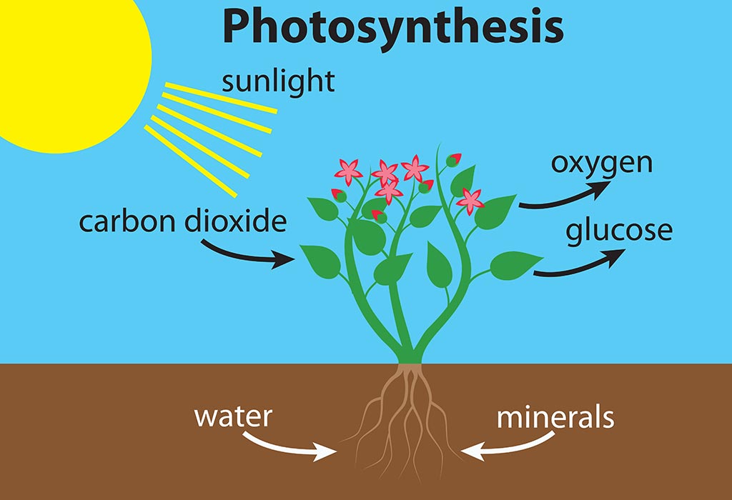 Proses Fotosintesis Dijelaskan