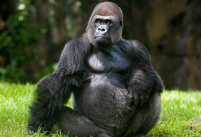 Fakta Menarik Tentang Gorila untuk Anak