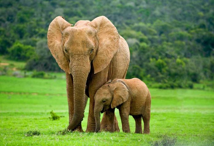 Fakta Gajah yang Menakjubkan untuk Anak-Anak