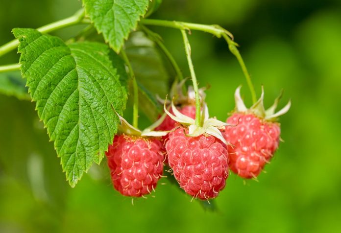 Bagaimana Daun Raspberry Merah Membantu Meningkatkan Kesuburan