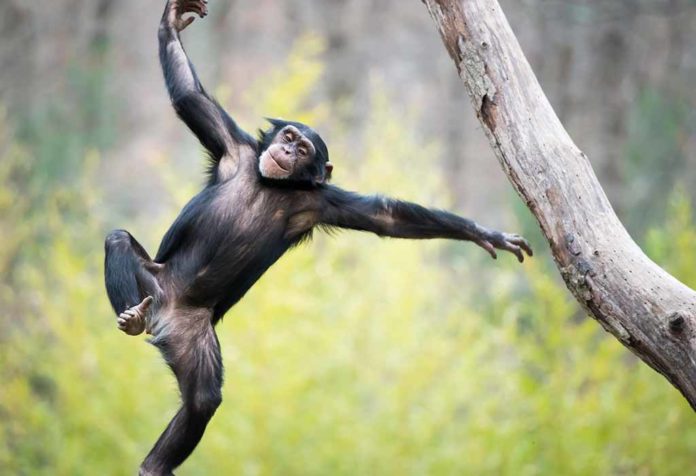 Fakta dan Informasi Simpanse yang Menakjubkan untuk Anak-Anak