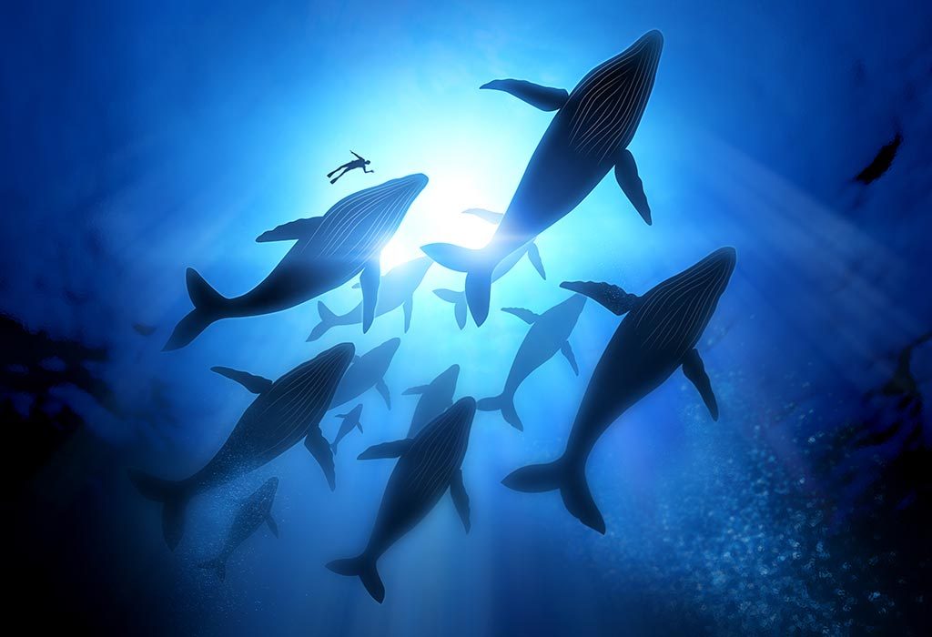 Paus biru di lautan