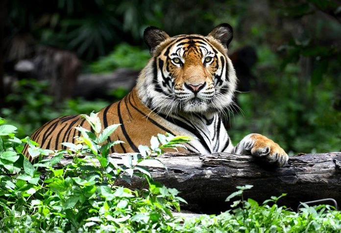 Fakta & Informasi Menarik Harimau untuk Anak
