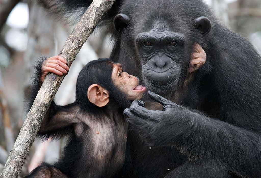 Bagaimana Simpanse Berkomunikasi Satu Sama Lain?
