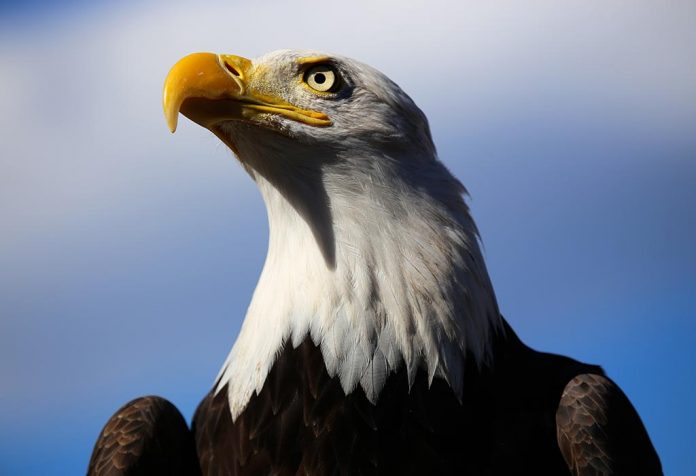 Fakta Menarik Tentang National Bird of USA for Kids
