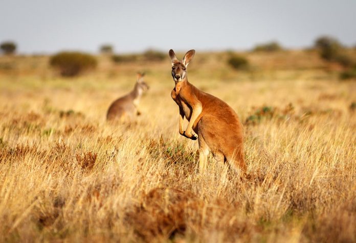 Fakta dan Informasi Tentang Kanguru untuk Anak