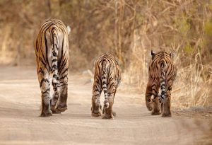 keluarga harimau