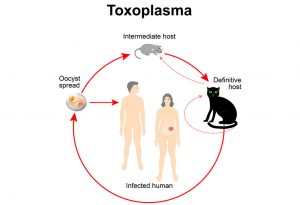 Toksoplasmosis dalam Kehamilan: Penyebab, Gejala &amp; Risiko