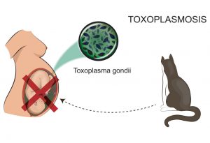 Toksoplasmosis dalam Kehamilan: Penyebab, Gejala &amp; Risiko