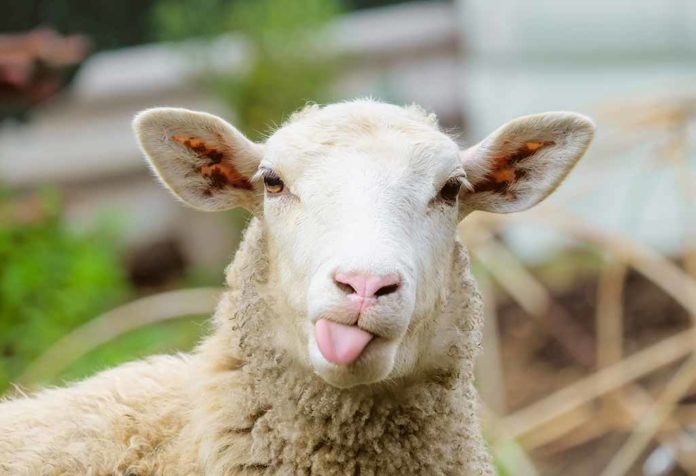 Fakta Menarik Tentang Domba untuk Anak