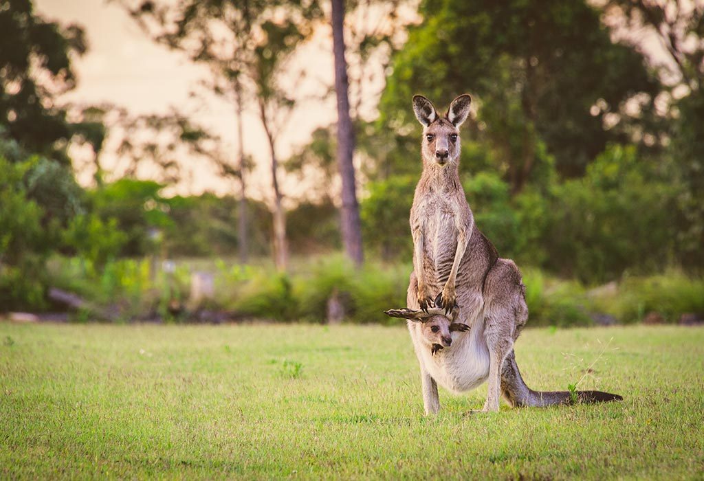 Kanguru dengan bayi joey