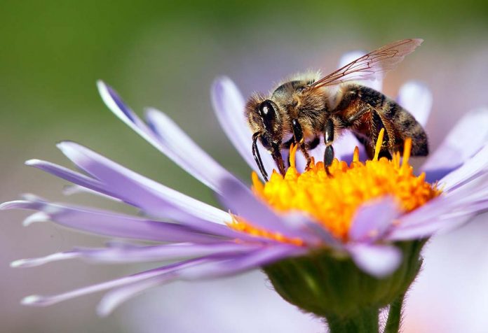 Fakta Lebah yang Menakjubkan untuk Anak-Anak