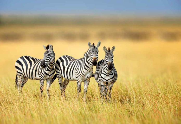 Fakta dan Informasi Menarik Tentang Zebra untuk Anak