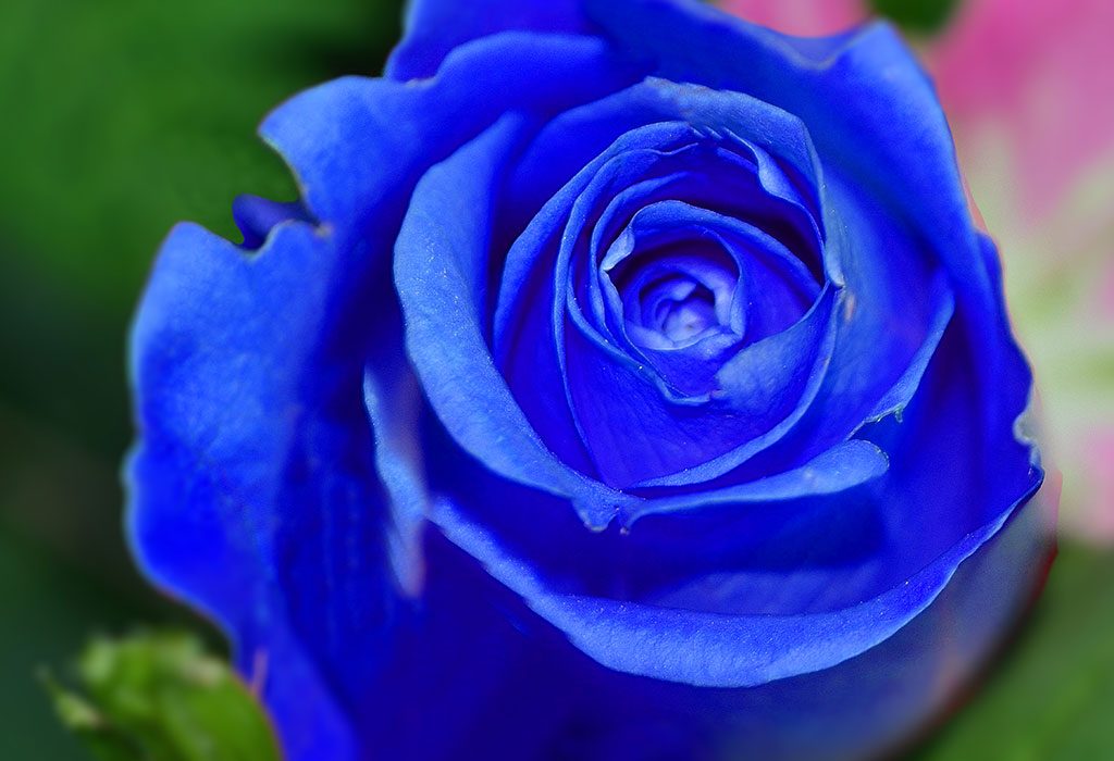 Mawar berwarna biru