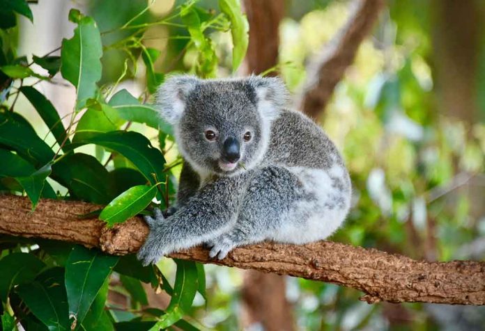 Fakta Menarik Tentang Koala Untuk Anak
