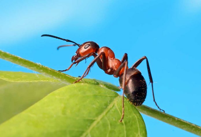 Fakta Menarik dan Informasi Semut untuk Anak-Anak
