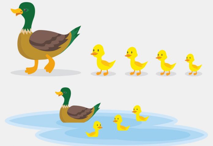 Fakta dan Informasi Bebek Menakjubkan untuk Anak-Anak