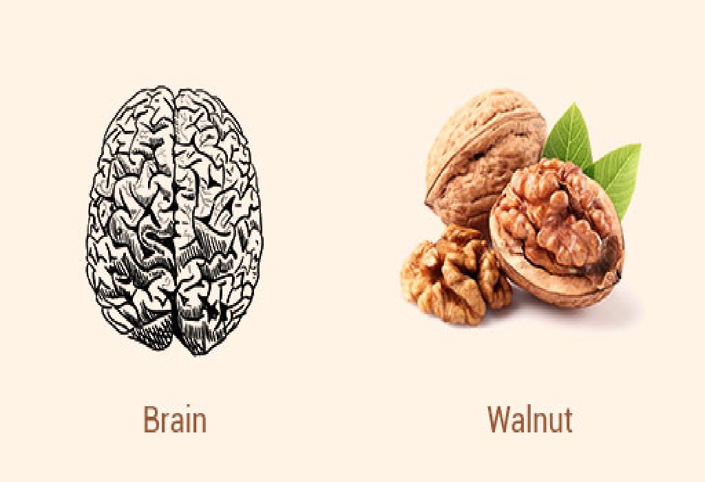 Kenari dan Otak