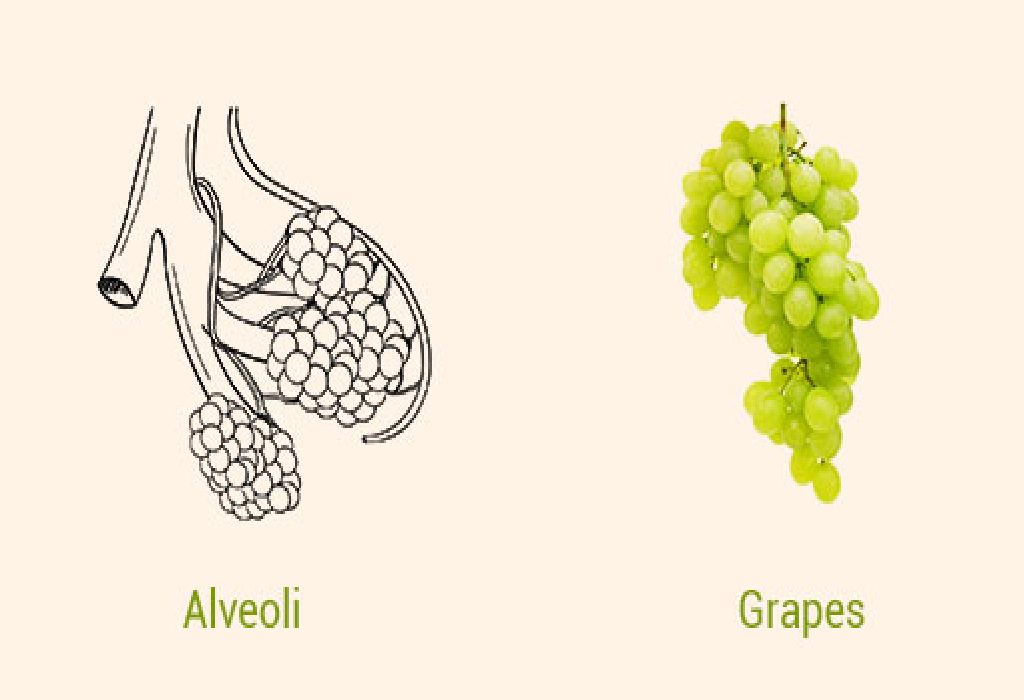 Anggur dan Alveoli di Paru-paru