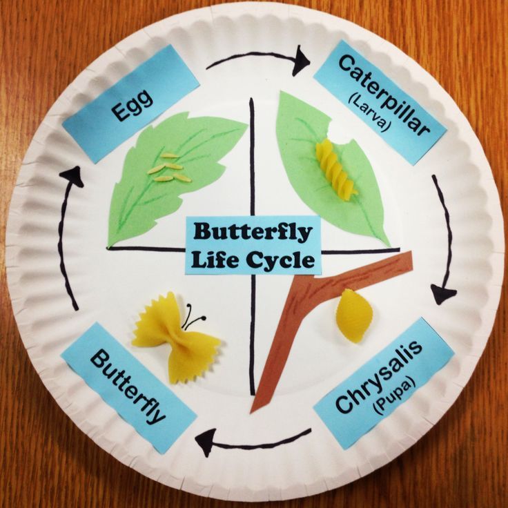 siklus hidup kupu-kupu