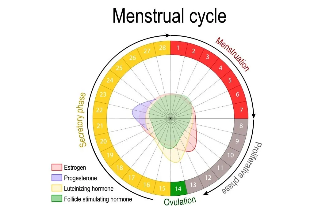 Siklus menstruasi
