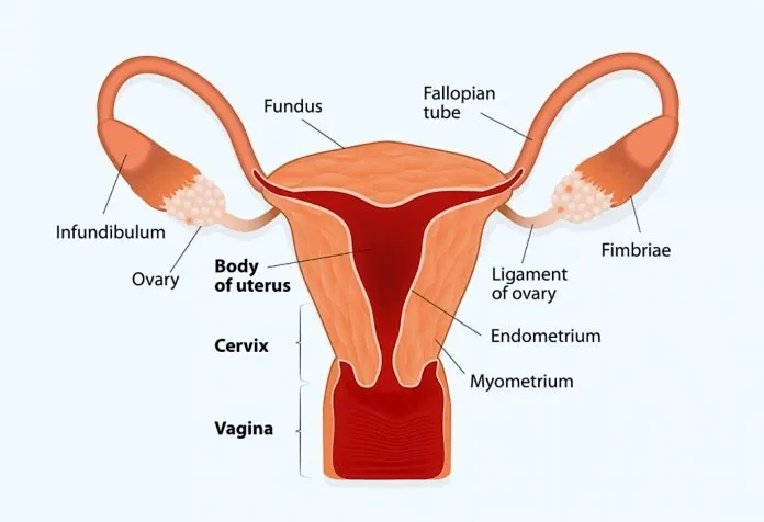 Ketebalan endometrium
