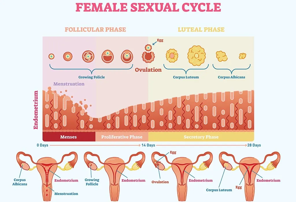 Apa Ketebalan Endometrium Normal Untuk Kehamilan?