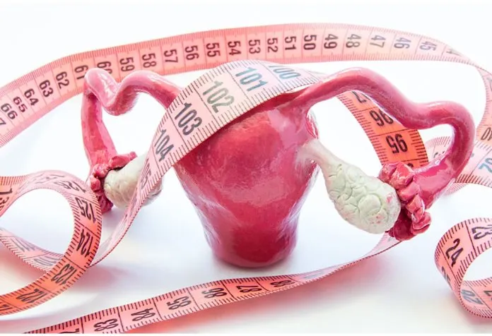 Model anatomi ovarium dan pita pengukur.