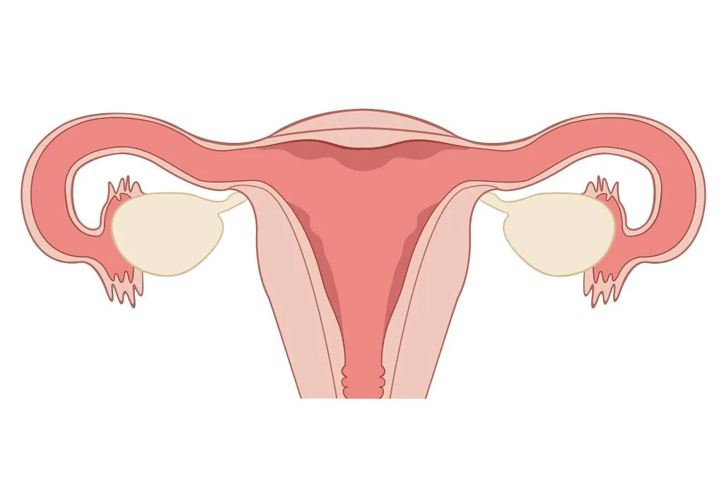 Apakah Ukuran Ovarium Terkait dengan Seberapa Mudah atau Sulitnya untuk Hamil?