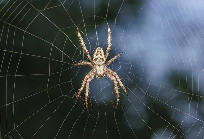 20 Fakta Menarik tentang Laba-laba untuk Anak