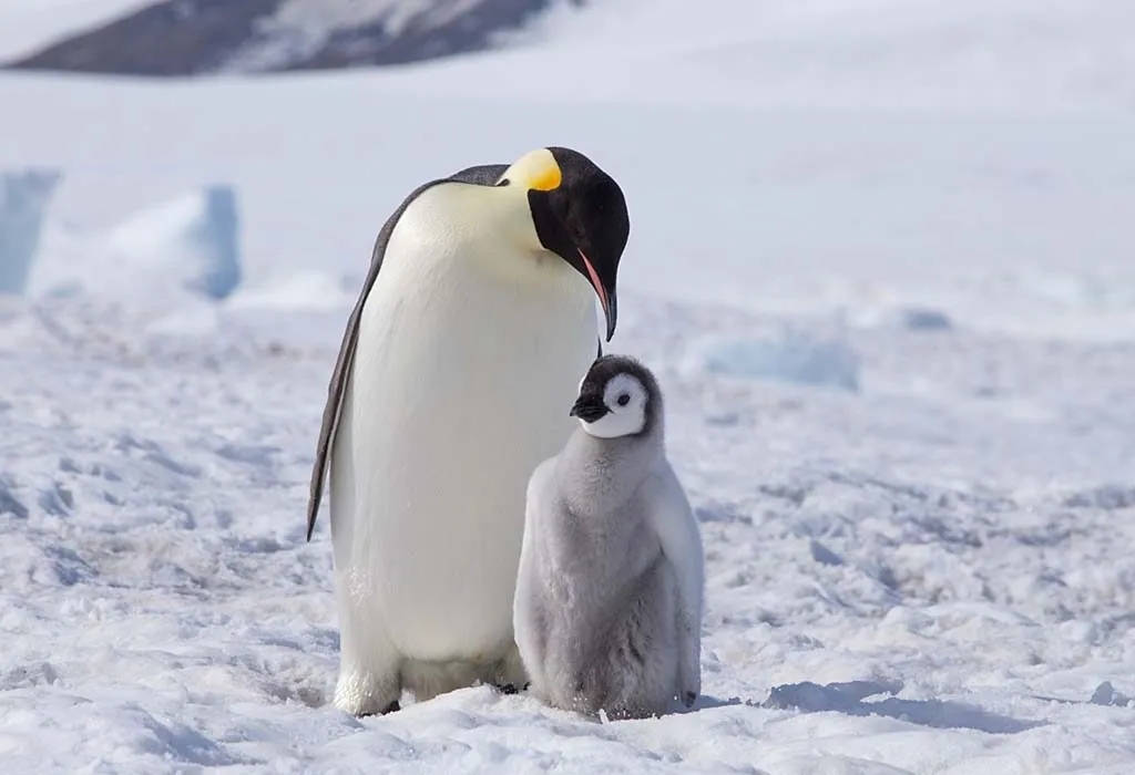 Fakta Menarik Penguin untuk Anak-Anak