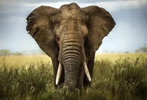 Seekor gajah