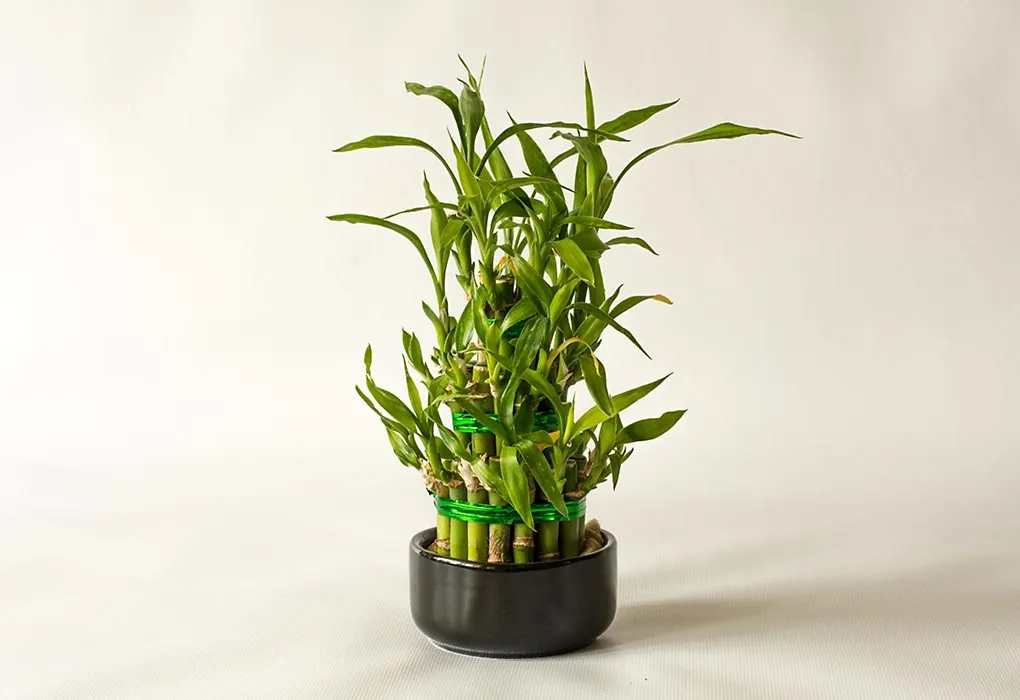 Sebuah tanaman bambu